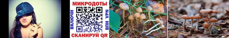 Галлюциногенные грибы мицелий  Купить где  Шагонар 